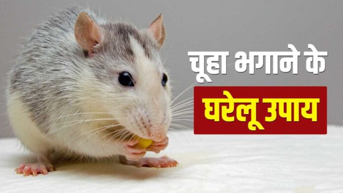 Rat Home Remedies
