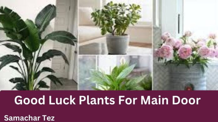 Plants For Main Door